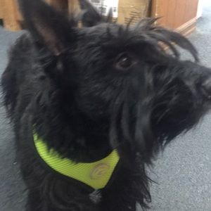 Meet your Posher, Joyce